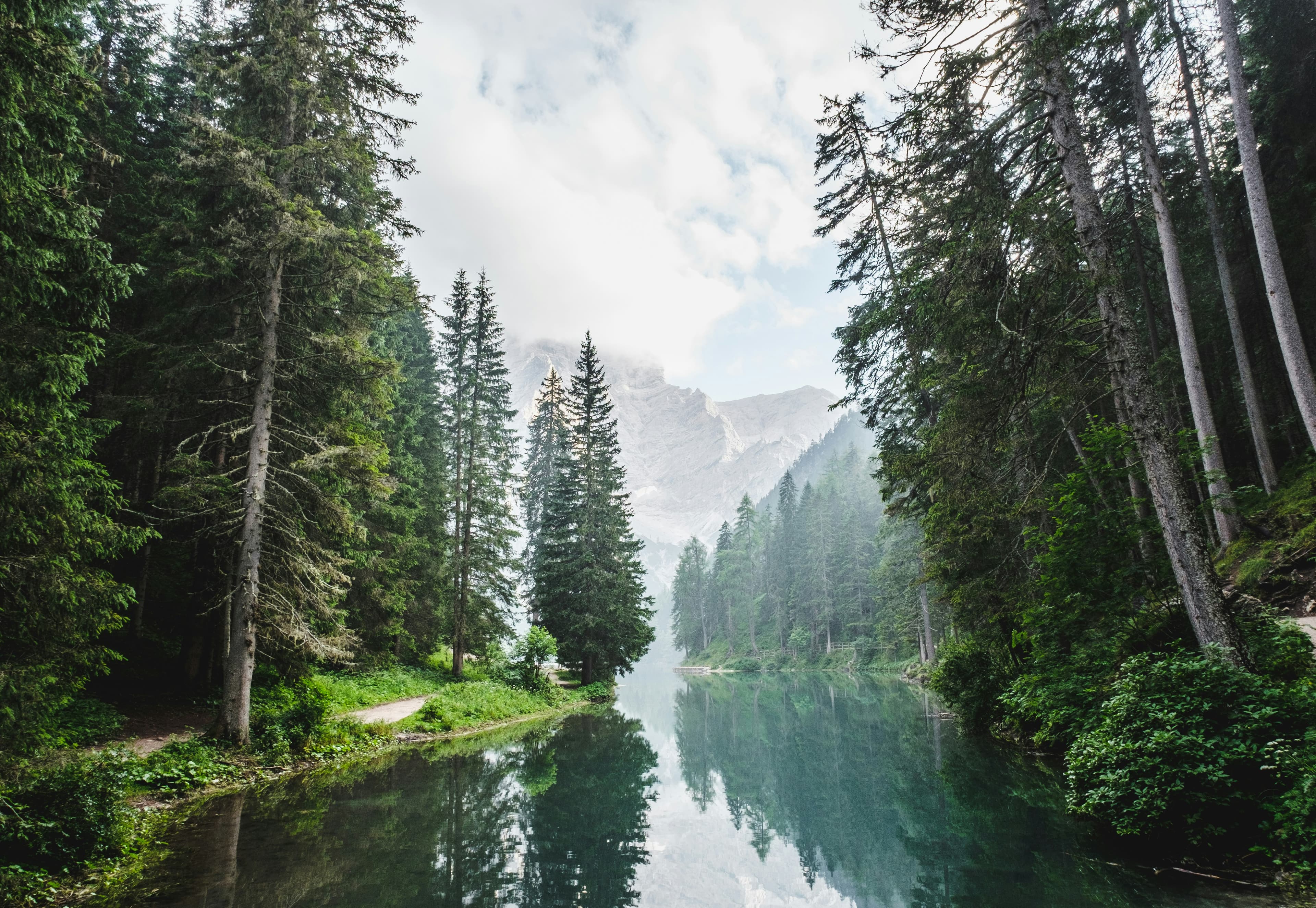 A forest with a river reflecting the light in the middle